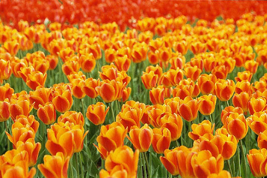 Tulips